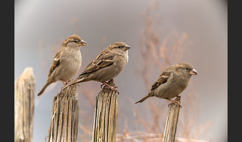 Haussperling (Passer domesticus)