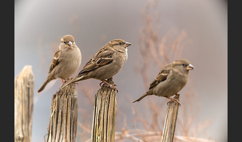 Haussperling (Passer domesticus)