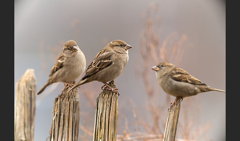 Haussperling (Passer domesticus)