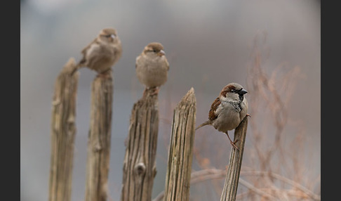 Haussperling (Passer domesticus)