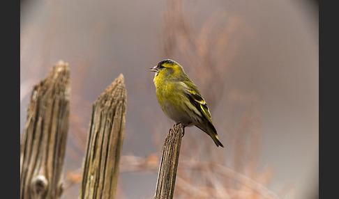 Erlenzeisig (Carduelis spinus)