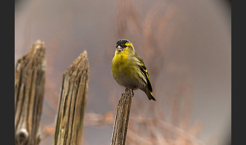 Erlenzeisig (Carduelis spinus)