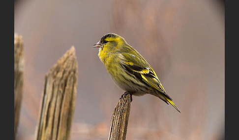 Erlenzeisig (Carduelis spinus)