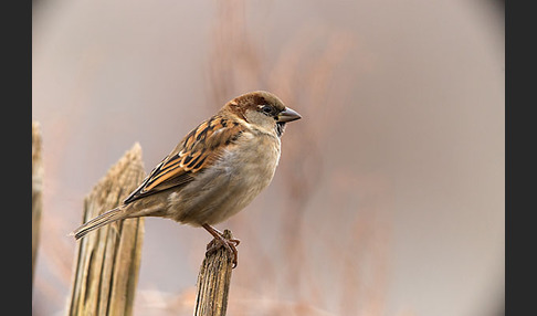 Haussperling (Passer domesticus)