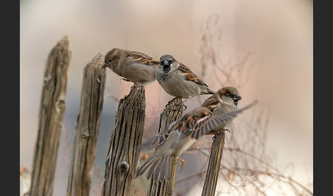 Haussperling (Passer domesticus)