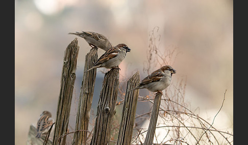 Haussperling (Passer domesticus)