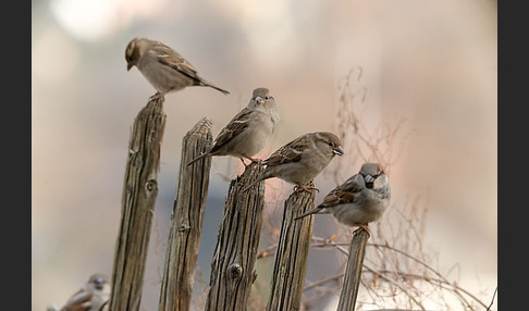 Haussperling (Passer domesticus)