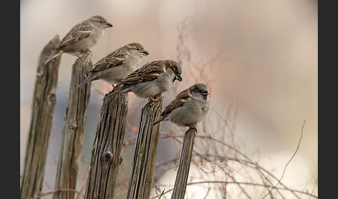 Haussperling (Passer domesticus)