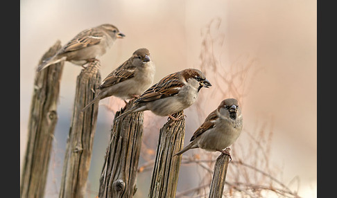 Haussperling (Passer domesticus)