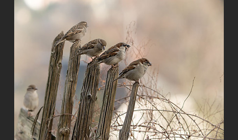 Haussperling (Passer domesticus)