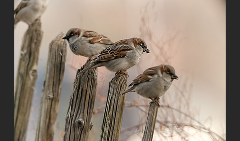 Haussperling (Passer domesticus)