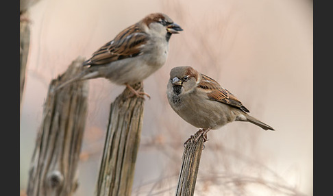 Haussperling (Passer domesticus)