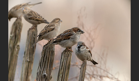 Haussperling (Passer domesticus)