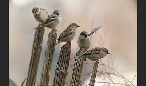 Haussperling (Passer domesticus)