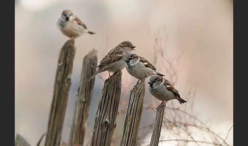 Haussperling (Passer domesticus)