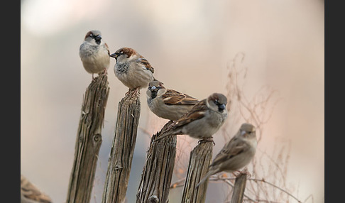 Haussperling (Passer domesticus)