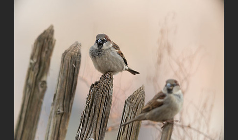 Haussperling (Passer domesticus)