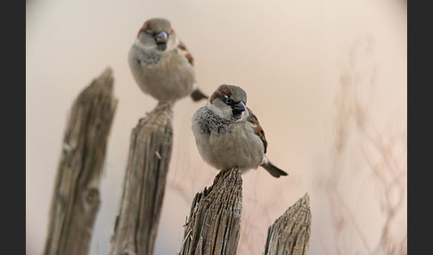 Haussperling (Passer domesticus)