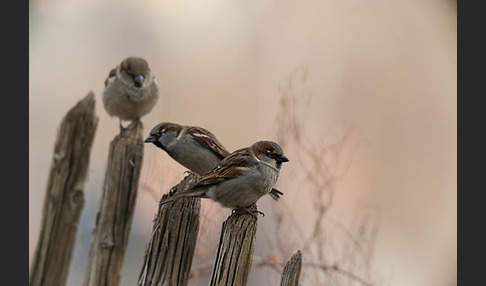 Haussperling (Passer domesticus)