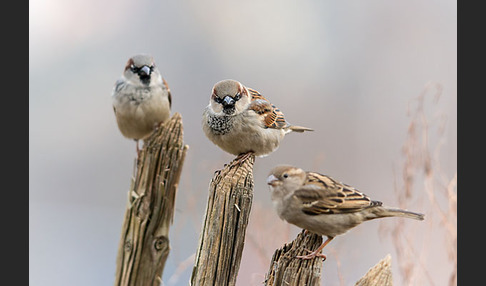 Haussperling (Passer domesticus)