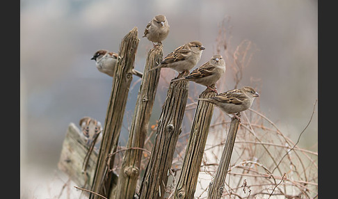 Haussperling (Passer domesticus)