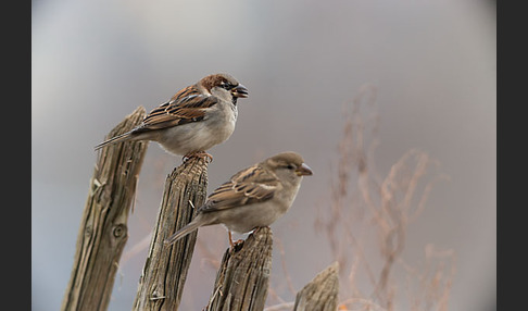 Haussperling (Passer domesticus)