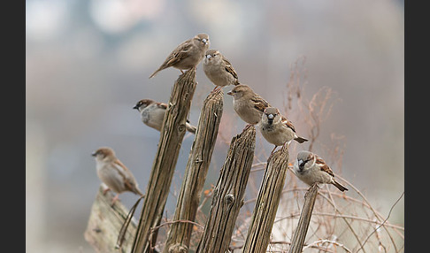 Haussperling (Passer domesticus)