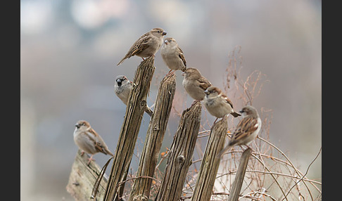 Haussperling (Passer domesticus)