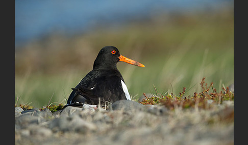 Austernfischer (Haematopus ostralegus)