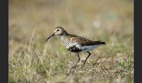 Alpenstrandläufer (Calidris alpina)