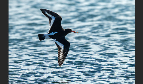 Austernfischer (Haematopus ostralegus)