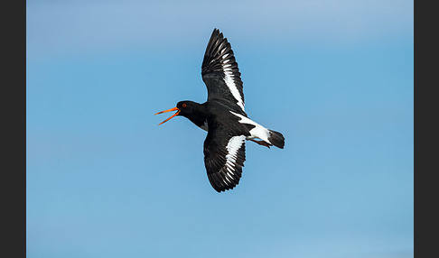 Austernfischer (Haematopus ostralegus)