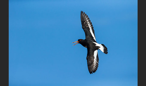 Austernfischer (Haematopus ostralegus)