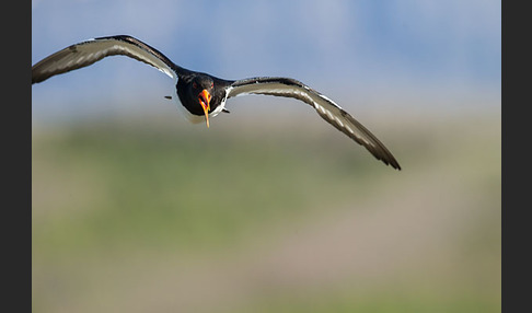 Austernfischer (Haematopus ostralegus)