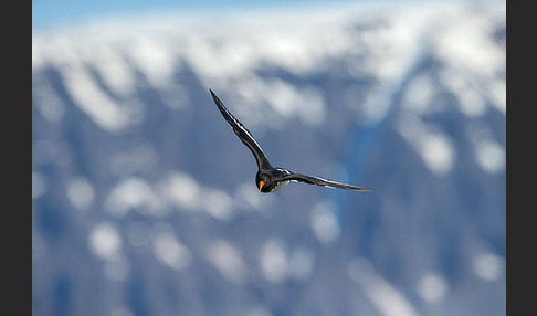 Austernfischer (Haematopus ostralegus)