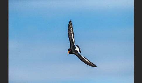 Austernfischer (Haematopus ostralegus)