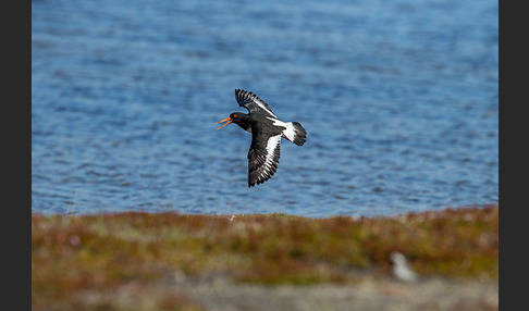 Austernfischer (Haematopus ostralegus)