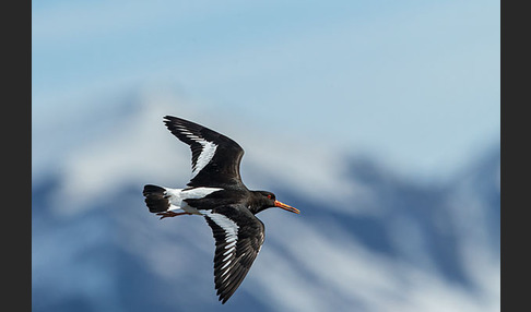 Austernfischer (Haematopus ostralegus)