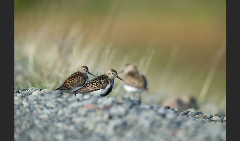 Alpenstrandläufer (Calidris alpina)