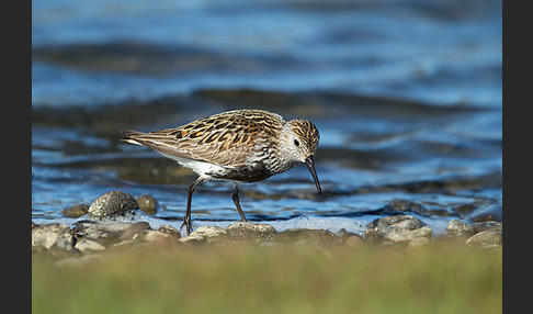 Alpenstrandläufer (Calidris alpina)