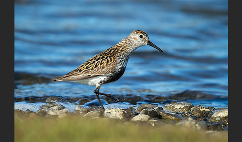 Alpenstrandläufer (Calidris alpina)