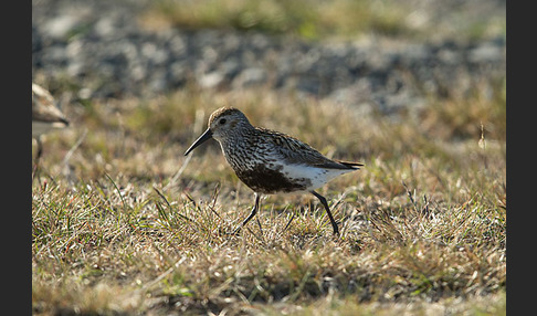 Alpenstrandläufer (Calidris alpina)