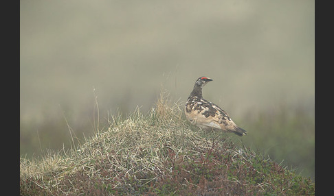 Alpenschneehuhn (Lagopus mutus)