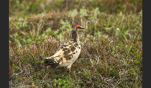 Alpenschneehuhn (Lagopus mutus)