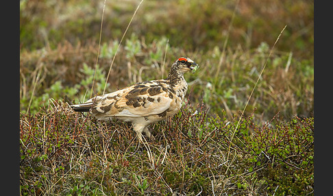 Alpenschneehuhn (Lagopus mutus)