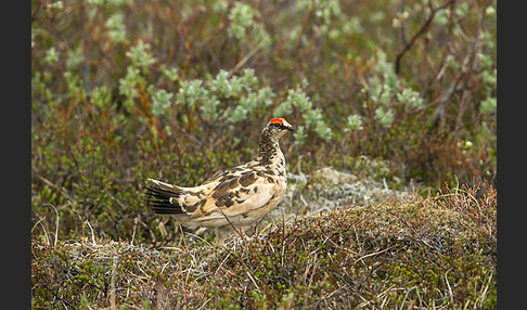 Alpenschneehuhn (Lagopus mutus)