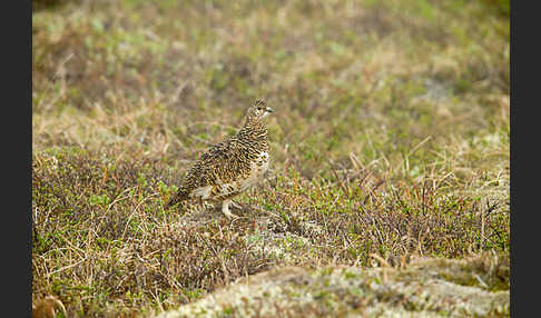 Alpenschneehuhn (Lagopus mutus)