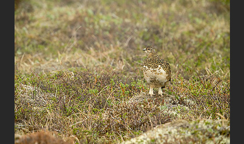 Alpenschneehuhn (Lagopus mutus)