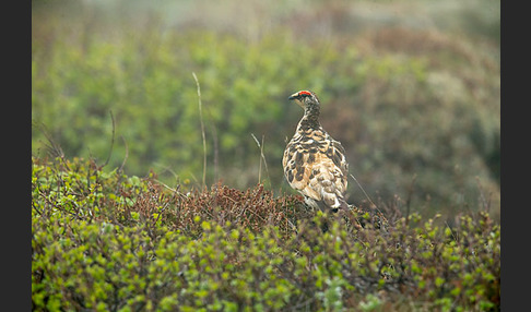 Alpenschneehuhn (Lagopus mutus)