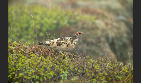 Alpenschneehuhn (Lagopus mutus)